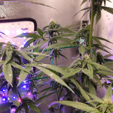 1 - Rock Baby - OG Kush growlog timeline photo