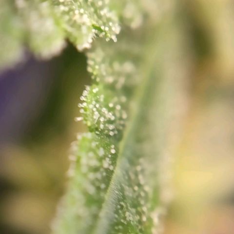 1 - Esperança - OG Kush growlog timeline photo