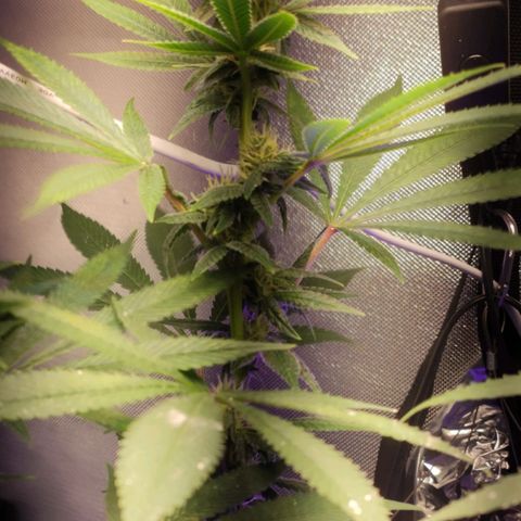 1 - Esperança - OG Kush growlog timeline photo