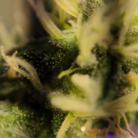 1 - Esperança - OG Kush growlog timeline photo
