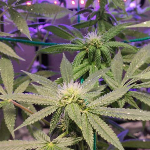 1 - Esperança - OG Kush growlog timeline photo