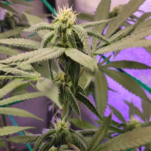 1 - Rock Baby - OG Kush growlog timeline photo