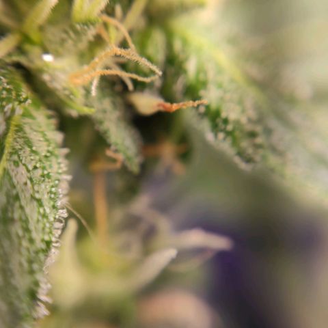 1 - Esperança - OG Kush growlog timeline photo