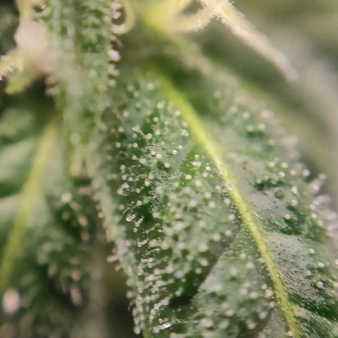 1 - Rock Baby - OG Kush growlog timeline photo