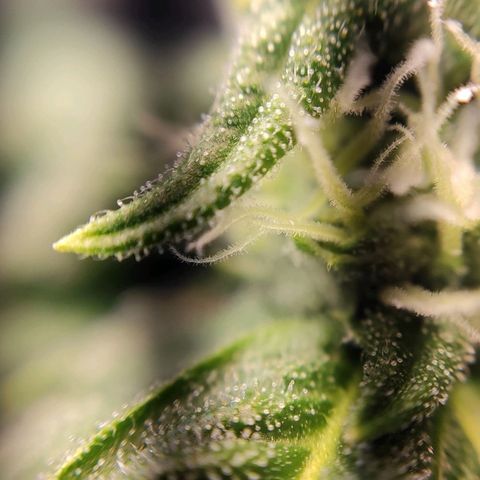 1 - Rock Baby - OG Kush growlog timeline photo
