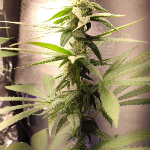 1 - Rock Baby - OG Kush growlog timeline photo