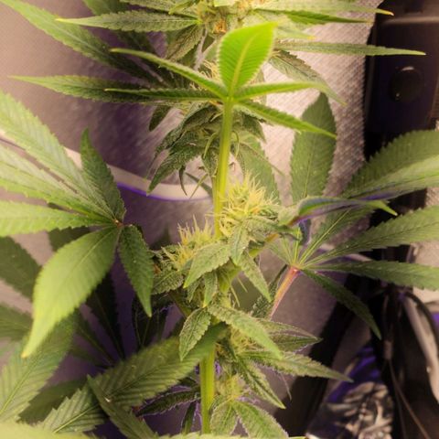 1 - Esperança - OG Kush growlog timeline photo