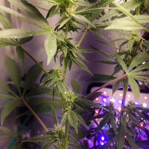 1 - Esperança - OG Kush growlog timeline photo