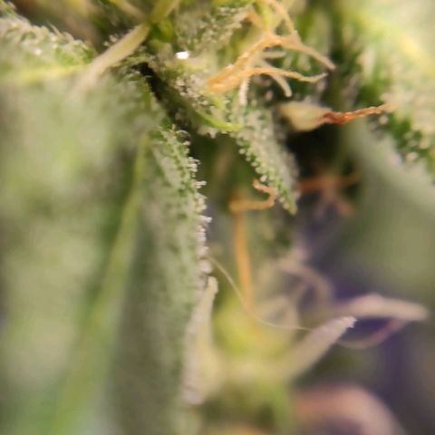 1 - Esperança - OG Kush growlog timeline photo