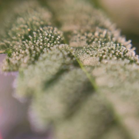 1 - Rock Baby - OG Kush growlog timeline photo