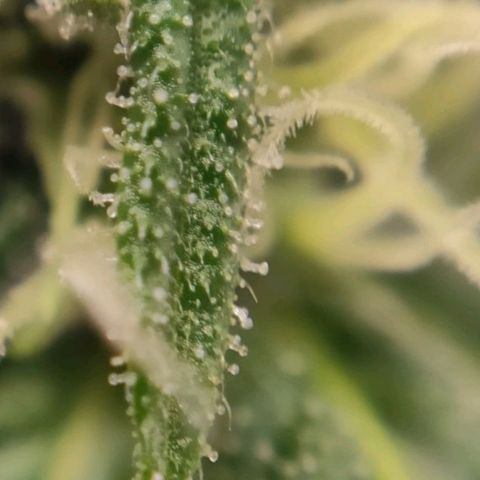 1 - Rock Baby - OG Kush growlog timeline photo