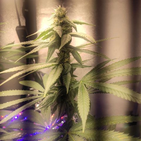 1 - Rock Baby - OG Kush growlog timeline photo