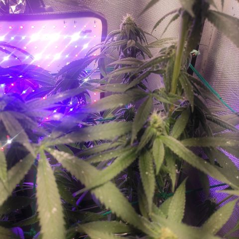 1 - Rock Baby - OG Kush growlog timeline photo