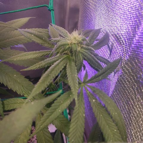 1 - Rock Baby - OG Kush growlog timeline photo