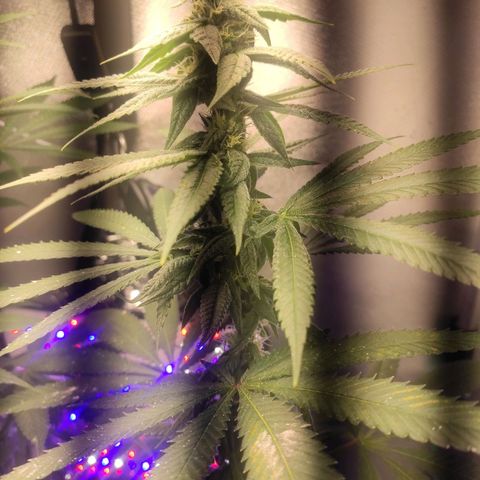 1 - Rock Baby - OG Kush growlog timeline photo