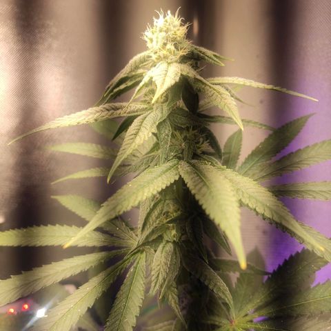 1 - Rock Baby - OG Kush growlog timeline photo