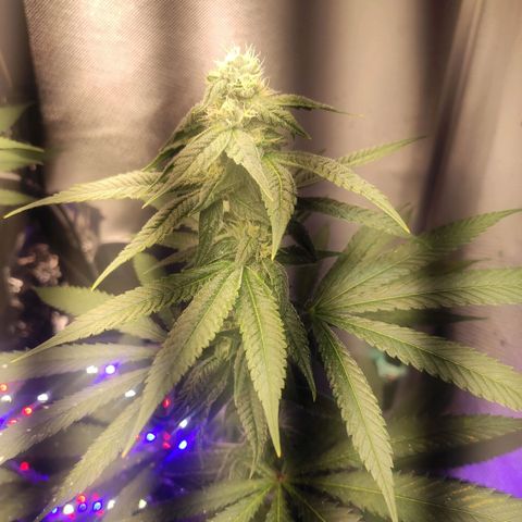 1 - Rock Baby - OG Kush growlog timeline photo