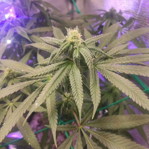 1 - Rock Baby - OG Kush growlog timeline photo
