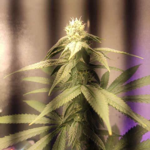 1 - Rock Baby - OG Kush growlog timeline photo