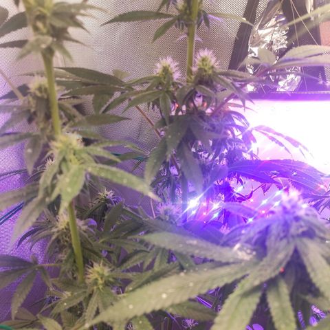 1 - Esperança - OG Kush growlog timeline photo