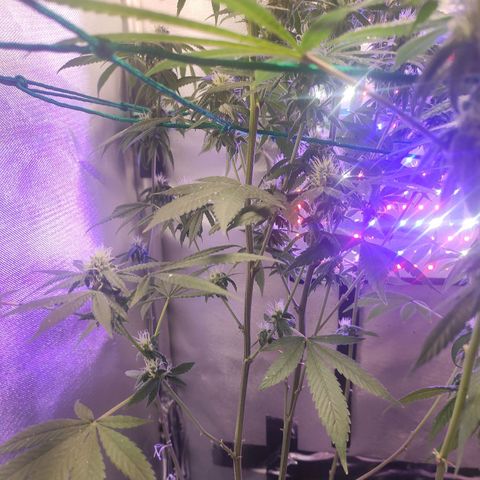 1 - Esperança - OG Kush growlog timeline photo