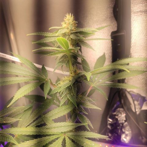 1 - Esperança - OG Kush growlog timeline photo