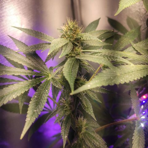 1 - Esperança - OG Kush growlog timeline photo