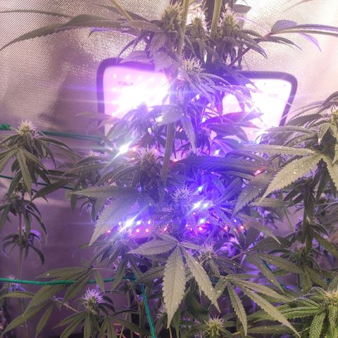 1 - Esperança - OG Kush growlog timeline photo