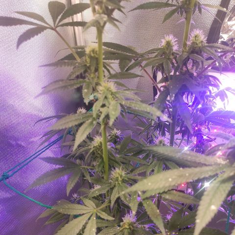 1 - Esperança - OG Kush growlog timeline photo
