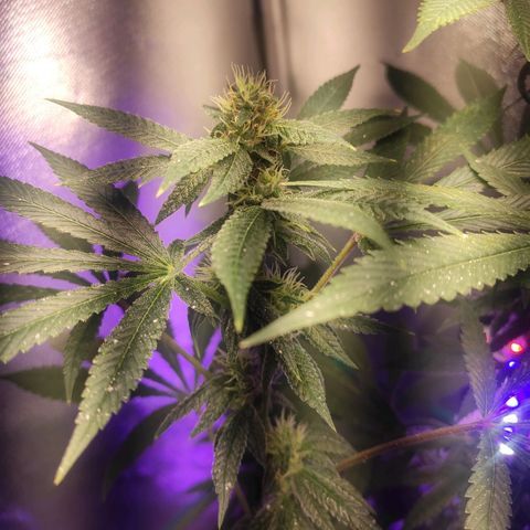 1 - Esperança - OG Kush growlog timeline photo