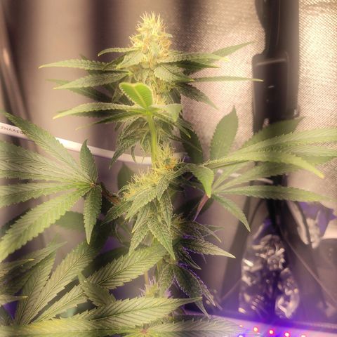 1 - Esperança - OG Kush growlog timeline photo