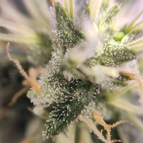 1 - Rock Baby - OG Kush growlog timeline photo