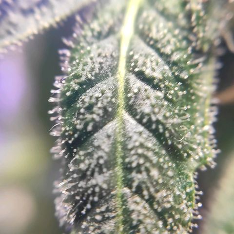 1 - Rock Baby - OG Kush growlog timeline photo