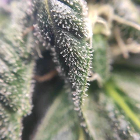 1 - Rock Baby - OG Kush growlog timeline photo