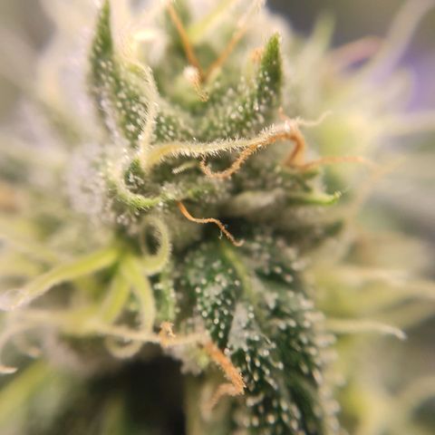 1 - Rock Baby - OG Kush growlog timeline photo