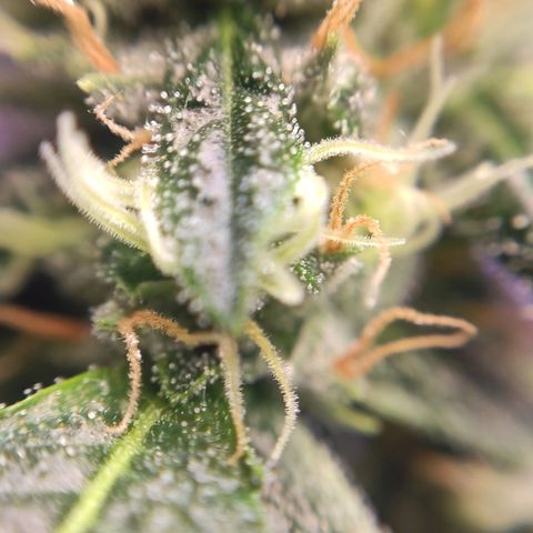1 - Rock Baby - OG Kush growlog timeline photo