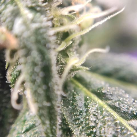 1 - Rock Baby - OG Kush growlog timeline photo
