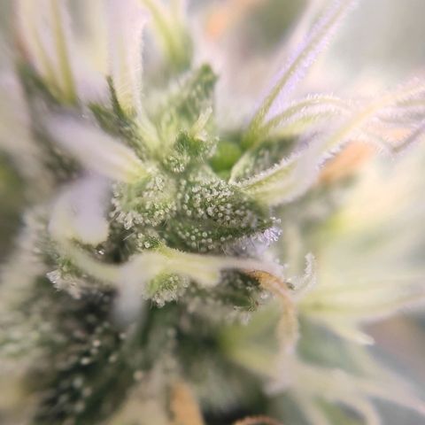 1 - Rock Baby - OG Kush growlog timeline photo