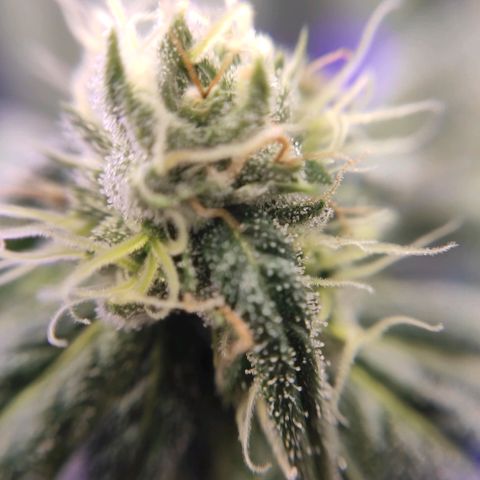 1 - Rock Baby - OG Kush growlog timeline photo