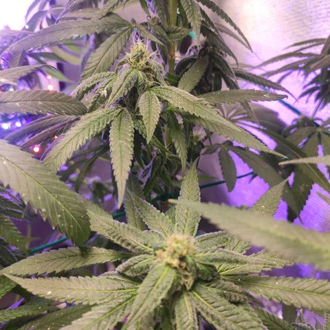 1 - Rock Baby - OG Kush growlog timeline photo