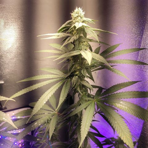 1 - Rock Baby - OG Kush growlog timeline photo