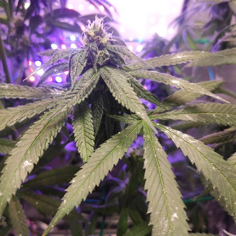 1 - Rock Baby - OG Kush growlog timeline photo
