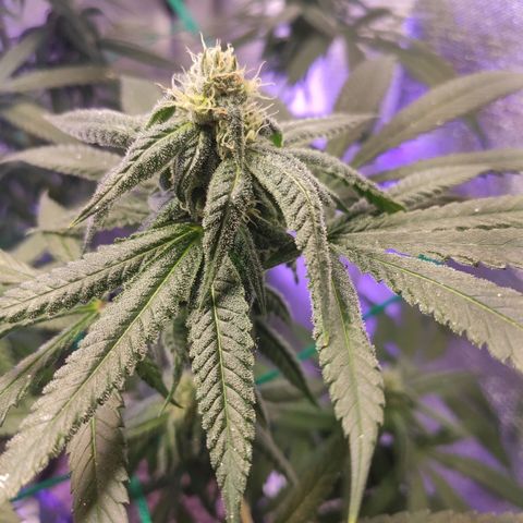 1 - Rock Baby - OG Kush growlog timeline photo