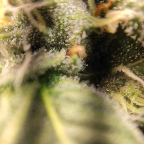 1 - Rock Baby - OG Kush growlog timeline photo