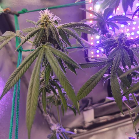 1 - Esperança - OG Kush growlog timeline photo
