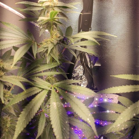 1 - Esperança - OG Kush growlog timeline photo