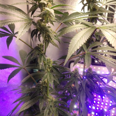 1 - Esperança - OG Kush growlog timeline photo