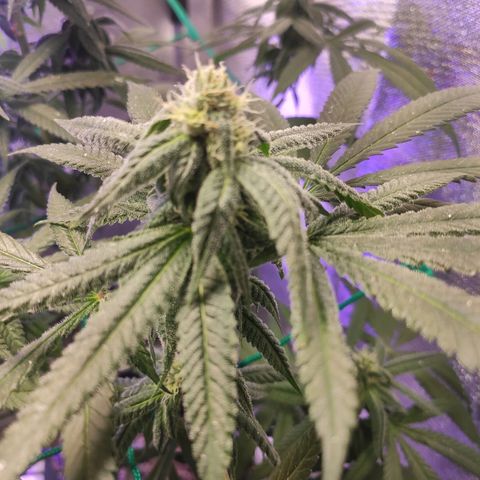 1 - Rock Baby - OG Kush growlog timeline photo