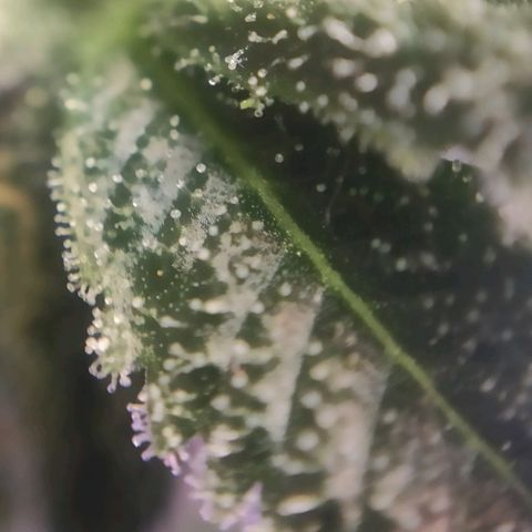 1 - Rock Baby - OG Kush growlog timeline photo