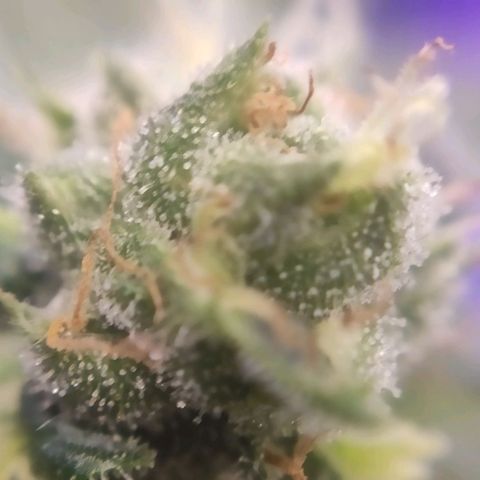 1 - Rock Baby - OG Kush growlog timeline photo